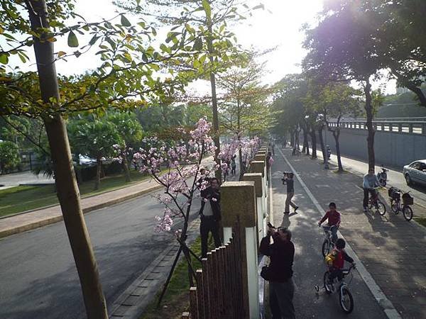 碧湖山.金面山.剪刀石山.公館自來水博物館河津櫻 153
