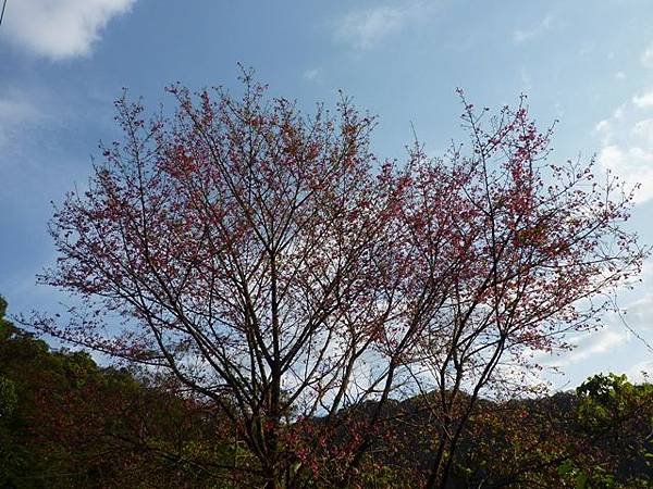 福安山.四分尾山.九層坪山.大尖山賞櫻 032