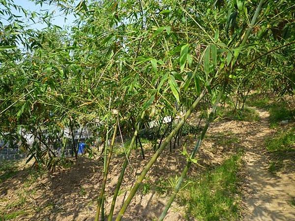 牛屎坑山(御史坑山).牛港稜山 049