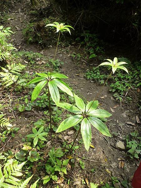 和尚髻山.源茂山 107