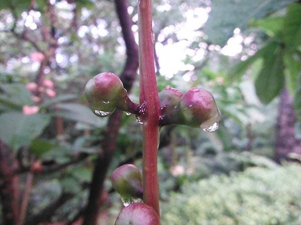 植物園穗花棋盤腳樹 042