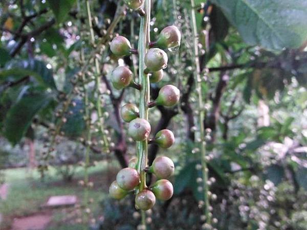 植物園穗花棋盤腳樹 044