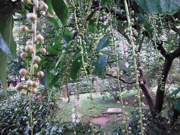 植物園穗花棋盤腳樹 045