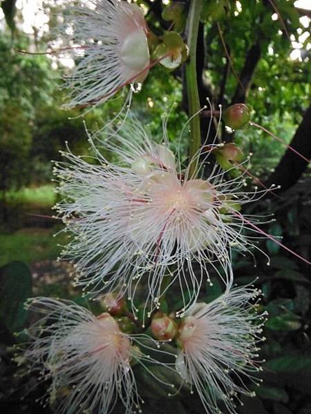 植物園穗花棋盤腳樹 053