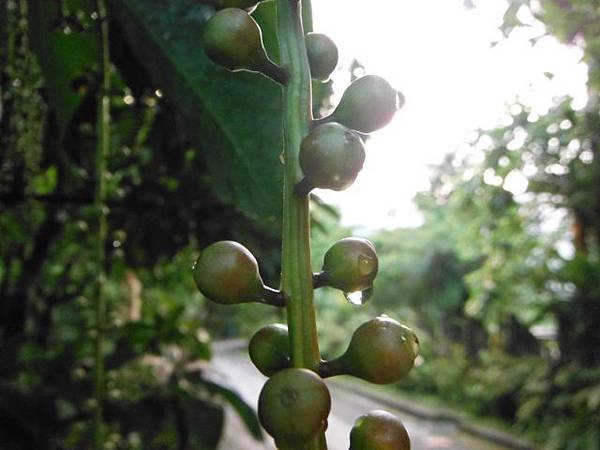 植物園穗花棋盤腳樹 055