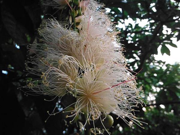 植物園穗花棋盤腳樹 061