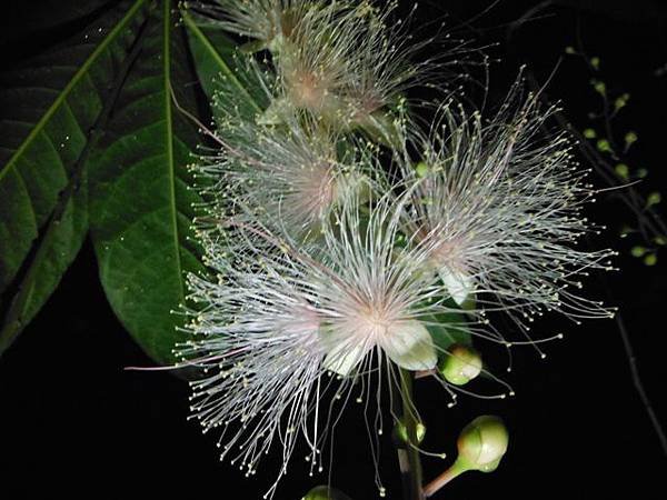 植物園穗花棋盤腳樹 072