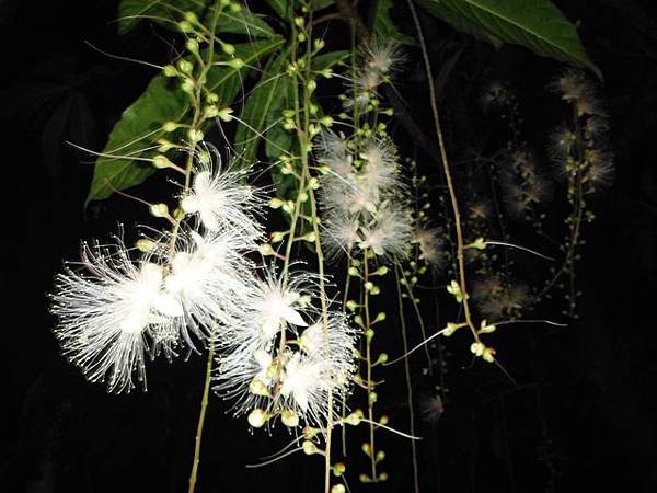 植物園穗花棋盤腳樹 078