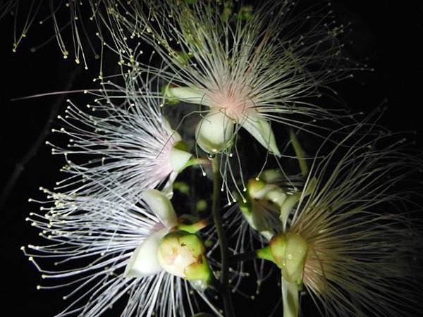 植物園穗花棋盤腳樹 080