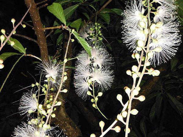 植物園穗花棋盤腳樹 084