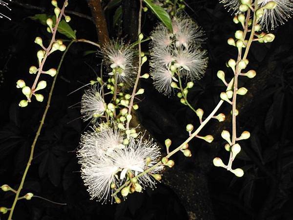 植物園穗花棋盤腳樹 085