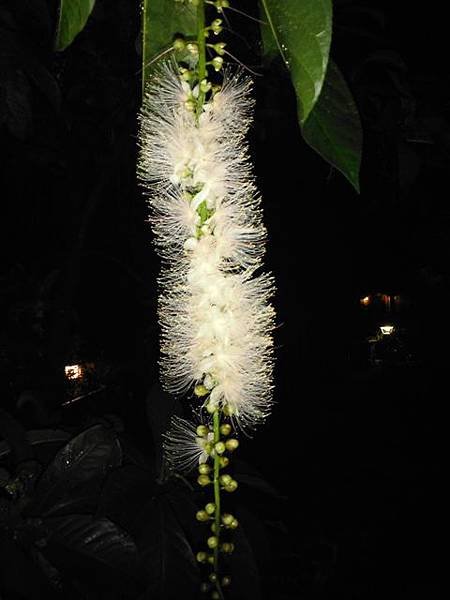 植物園穗花棋盤腳樹 090