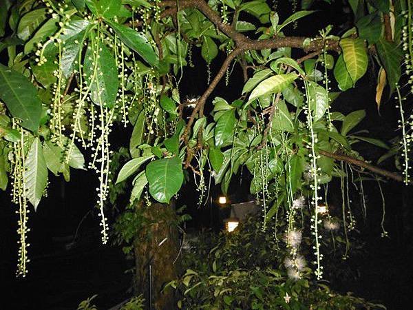 植物園穗花棋盤腳樹 092