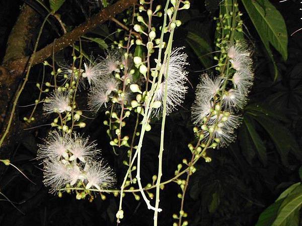 植物園穗花棋盤腳樹 094