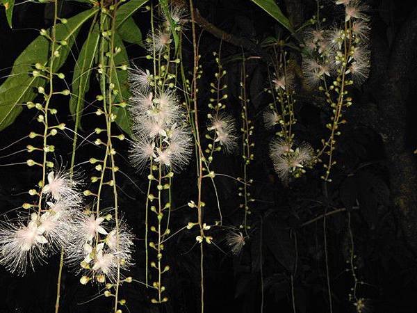 植物園穗花棋盤腳樹 106