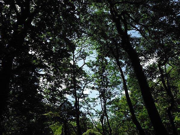 紅河谷越嶺古道紅河谷段 131