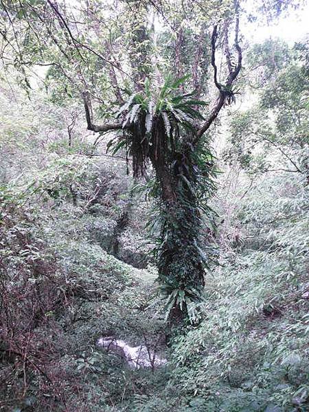 紅河谷越嶺古道紅河谷段 178