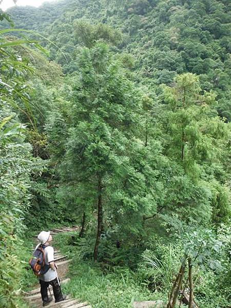 紅河谷越嶺古道紅河谷段 235