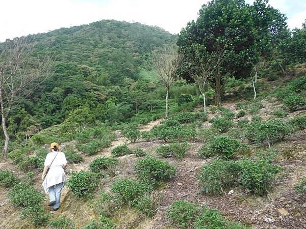 鱷魚頭.小格頭獅頭山 023