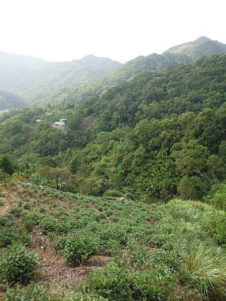 鱷魚頭.小格頭獅頭山 024