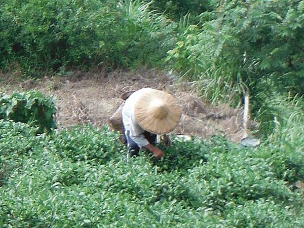 鱷魚頭.小格頭獅頭山 025