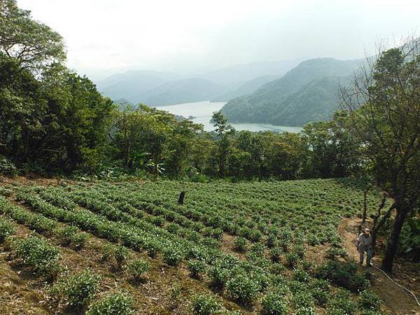 鱷魚頭.小格頭獅頭山 028