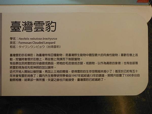 集荷平價牛排.台博館台灣雲豹特展 032