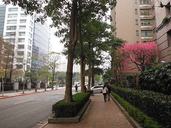 姐姐寶藏巖.花園新城賞櫻.癮水圳道步道.屈尺古道.櫻花街.東聖宮.五十六份登山步道 019