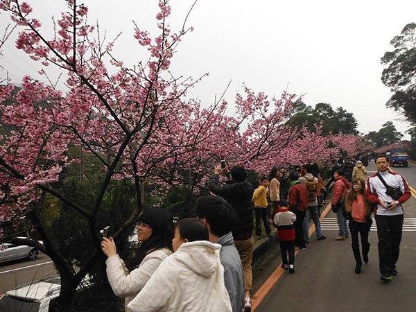 姐姐寶藏巖.花園新城賞櫻.癮水圳道步道.屈尺古道.櫻花街.東聖宮.五十六份登山步道 022