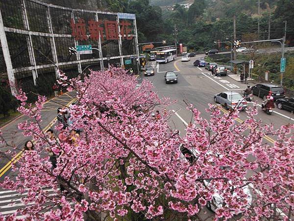 姐姐寶藏巖.花園新城賞櫻.癮水圳道步道.屈尺古道.櫻花街.東聖宮.五十六份登山步道 024