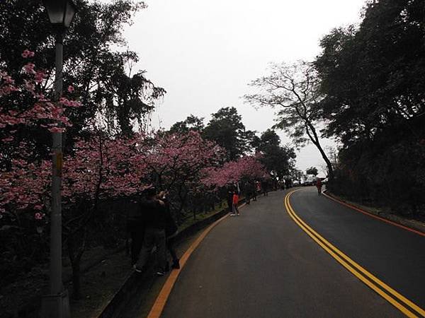 姐姐寶藏巖.花園新城賞櫻.癮水圳道步道.屈尺古道.櫻花街.東聖宮.五十六份登山步道 025