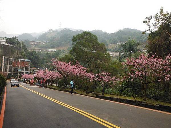 姐姐寶藏巖.花園新城賞櫻.癮水圳道步道.屈尺古道.櫻花街.東聖宮.五十六份登山步道 026