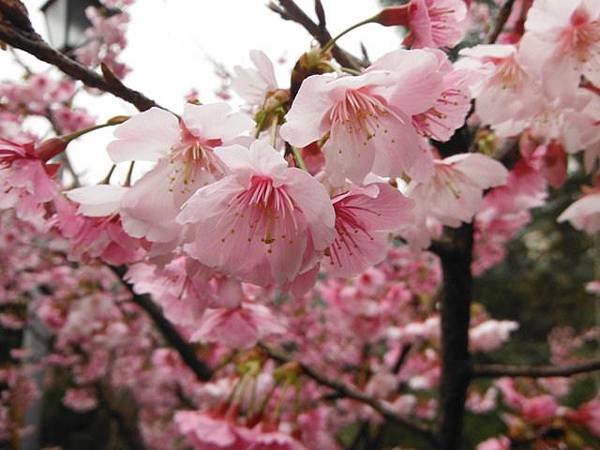 姐姐寶藏巖.花園新城賞櫻.癮水圳道步道.屈尺古道.櫻花街.東聖宮.五十六份登山步道 028