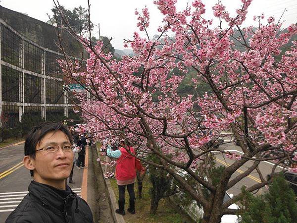 姐姐寶藏巖.花園新城賞櫻.癮水圳道步道.屈尺古道.櫻花街.東聖宮.五十六份登山步道 030