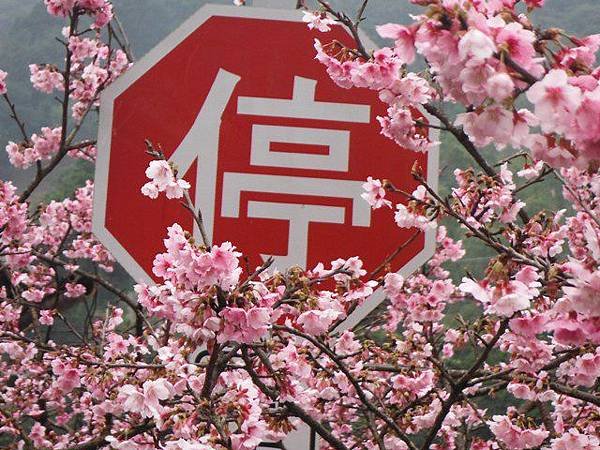 姐姐寶藏巖.花園新城賞櫻.癮水圳道步道.屈尺古道.櫻花街.東聖宮.五十六份登山步道 032