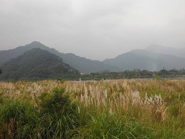 姐姐寶藏巖.花園新城賞櫻.癮水圳道步道.屈尺古道.櫻花街.東聖宮.五十六份登山步道 041