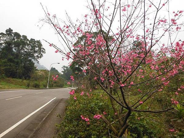 姐姐寶藏巖.花園新城賞櫻.癮水圳道步道.屈尺古道.櫻花街.東聖宮.五十六份登山步道 058