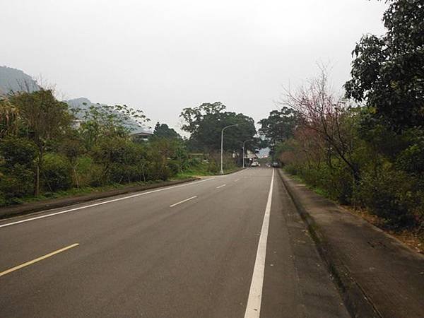 姐姐寶藏巖.花園新城賞櫻.癮水圳道步道.屈尺古道.櫻花街.東聖宮.五十六份登山步道 059