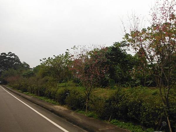 姐姐寶藏巖.花園新城賞櫻.癮水圳道步道.屈尺古道.櫻花街.東聖宮.五十六份登山步道 060