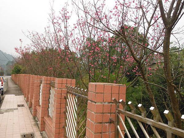 姐姐寶藏巖.花園新城賞櫻.癮水圳道步道.屈尺古道.櫻花街.東聖宮.五十六份登山步道 064