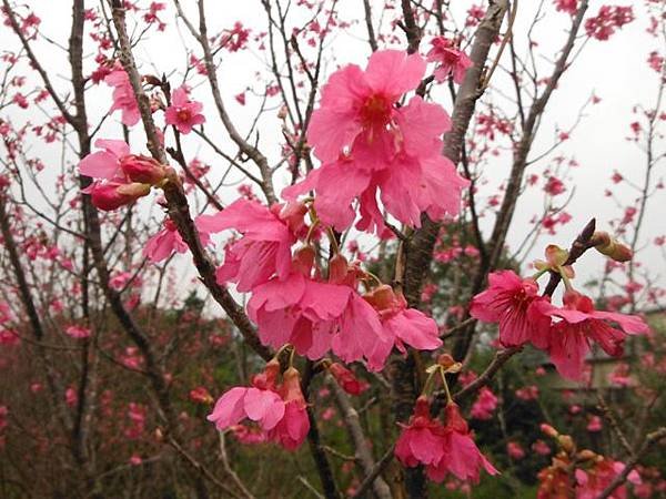 姐姐寶藏巖.花園新城賞櫻.癮水圳道步道.屈尺古道.櫻花街.東聖宮.五十六份登山步道 065