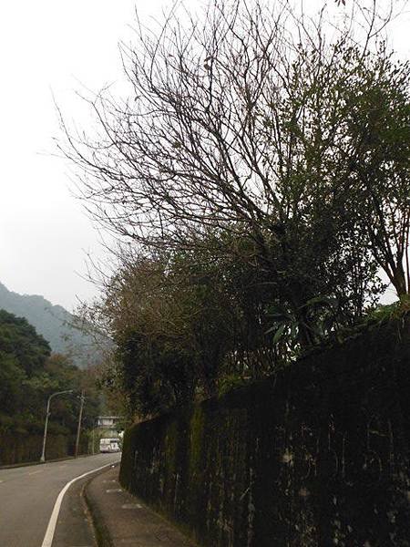 姐姐寶藏巖.花園新城賞櫻.癮水圳道步道.屈尺古道.櫻花街.東聖宮.五十六份登山步道 067