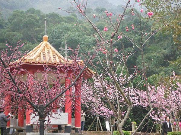 姐姐寶藏巖.花園新城賞櫻.癮水圳道步道.屈尺古道.櫻花街.東聖宮.五十六份登山步道 070