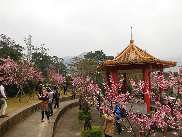 姐姐寶藏巖.花園新城賞櫻.癮水圳道步道.屈尺古道.櫻花街.東聖宮.五十六份登山步道 072