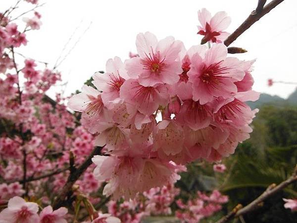 姐姐寶藏巖.花園新城賞櫻.癮水圳道步道.屈尺古道.櫻花街.東聖宮.五十六份登山步道 073