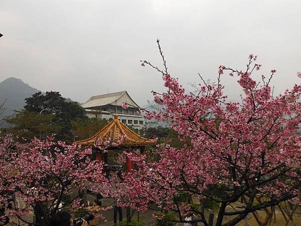 姐姐寶藏巖.花園新城賞櫻.癮水圳道步道.屈尺古道.櫻花街.東聖宮.五十六份登山步道 074