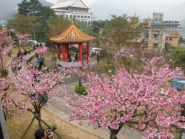 姐姐寶藏巖.花園新城賞櫻.癮水圳道步道.屈尺古道.櫻花街.東聖宮.五十六份登山步道 075