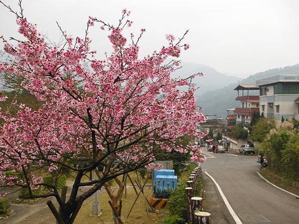 姐姐寶藏巖.花園新城賞櫻.癮水圳道步道.屈尺古道.櫻花街.東聖宮.五十六份登山步道 076