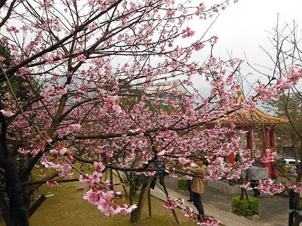 姐姐寶藏巖.花園新城賞櫻.癮水圳道步道.屈尺古道.櫻花街.東聖宮.五十六份登山步道 077