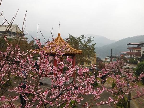 姐姐寶藏巖.花園新城賞櫻.癮水圳道步道.屈尺古道.櫻花街.東聖宮.五十六份登山步道 080